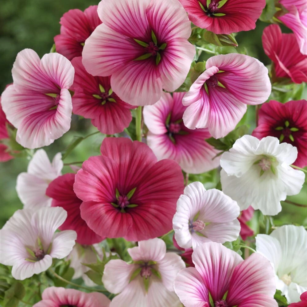 Malope Trifida Seeds - Dwarf Rose Mallow Flower Seeds - Pink, Rose, Magenta, White - Outdoor Annual - Image 1