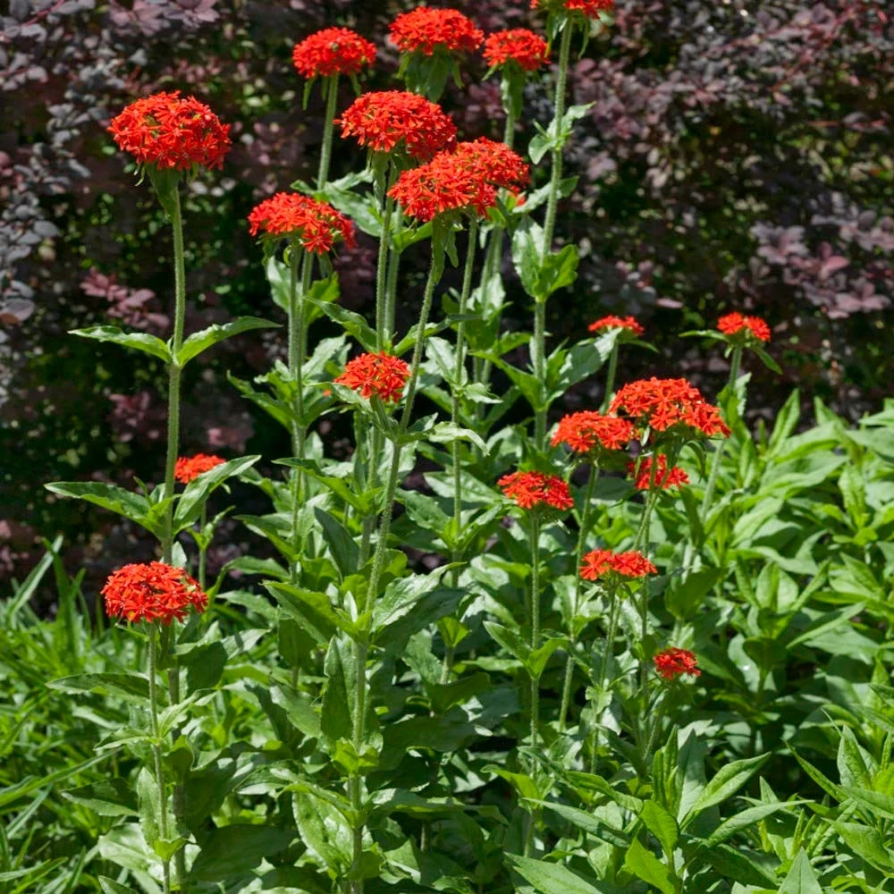 Maltese Cross Lychnis Chalcedonica Flower Seeds - 10000 Heirloom Seeds for Garden - Image 1