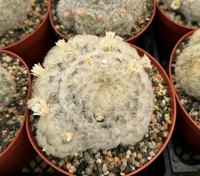 Mammillaria Plumosa Feather Cactus Live Plant - White Furry - 6 Inch Pot - Image 2