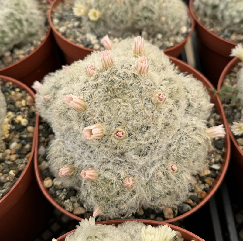 Mammillaria Plumosa Feather Cactus Live Plant - White Furry - 6 Inch Pot - Image 1