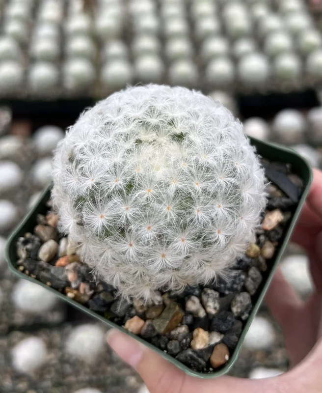 Mammillaria Plumosa Feather Cactus - Rare White Furry Cactus Live Plant in 3.5 Inch Pot - Image 1