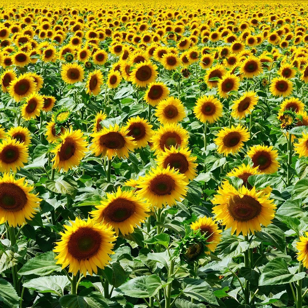 Mammoth Grey Stripe Sunflower Seeds - Helianthus annuus - Annual Flower Seeds - Full Sun Outdoor - Image 1