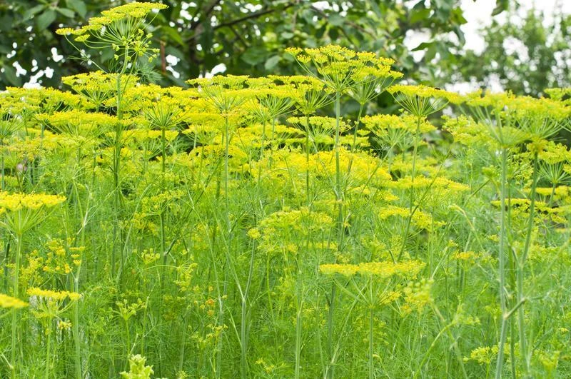 Mammoth Long Island Dill Seeds Heirloom Herb Seeds Outdoor USDA 3-12 - Image 2