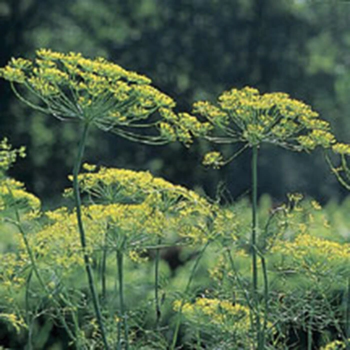 Mammoth Long Island Dill Seeds Heirloom Herb Seeds Outdoor USDA 3-12 - Image 1