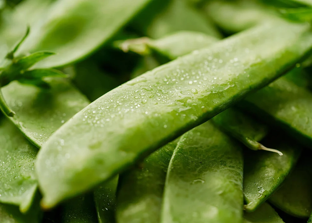 Mammoth Melting Sugar Snow Pea Seeds - Heirloom, Easy to Grow - Image 1