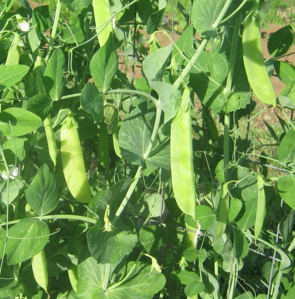 Mammoth Melting Sugar Snow Pea Seeds - Heirloom, Easy to Grow - Image 2