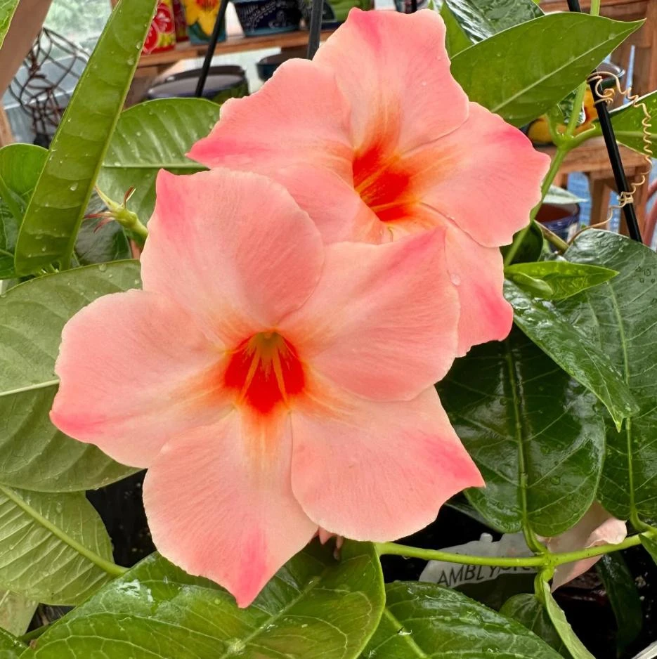 Mandevilla Giant Peach Sunrise Live Starter Plant - 4-6" Tall - Ship No Pot - Tropical Flowering Vine for Trellises, Patios & Containers - Image 1