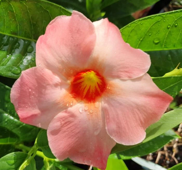 Mandevilla Giant Peach Sunrise Live Starter Plant - 4-6" Tall - Ship No Pot - Tropical Flowering Vine for Trellises, Patios & Containers - Image 2