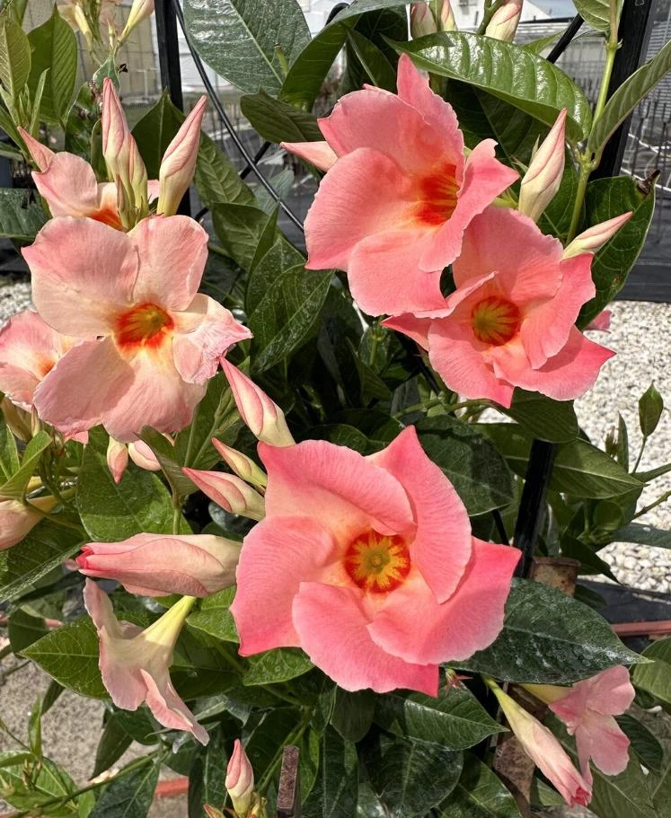 Mandevilla Giant Peach Sunrise Live Starter Plant - 4-6" Tall - Ship No Pot - Tropical Flowering Vine for Trellises, Patios & Containers - Image 3