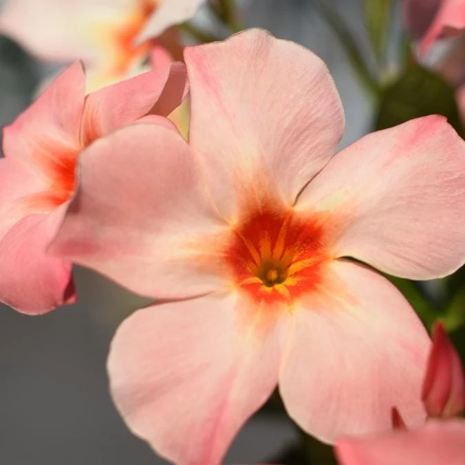 Mandevilla Giant Peach Sunrise Live Starter Plant - 4-6" Tall - Ship No Pot - Tropical Flowering Vine for Trellises, Patios & Containers - Image 4