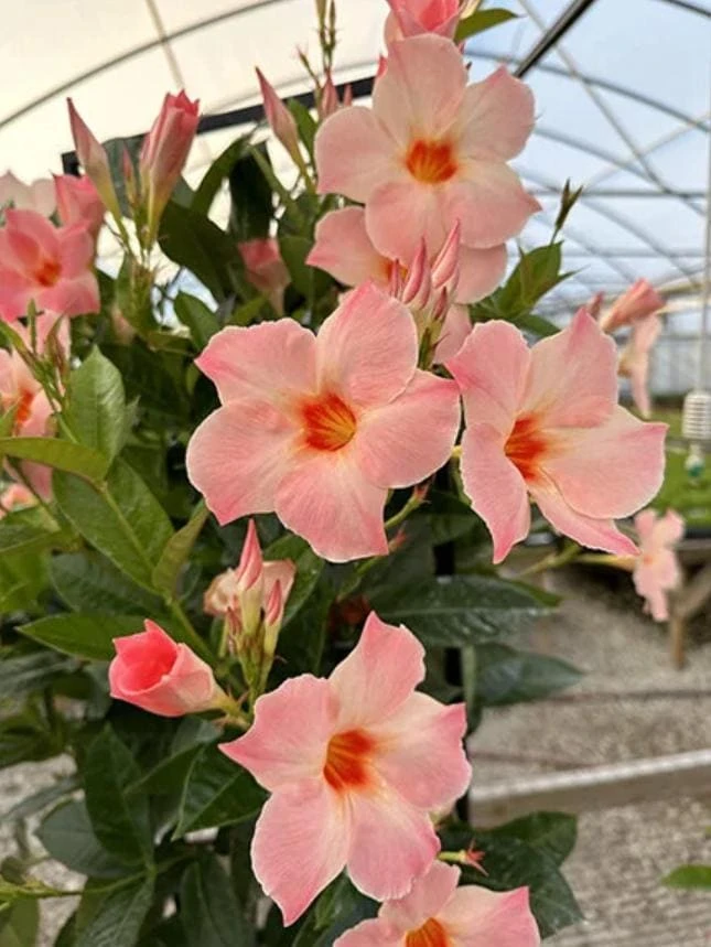 Mandevilla Giant Peach Sunrise Live Starter Plant - 4-6" Tall - Ship No Pot - Tropical Flowering Vine for Trellises, Patios & Containers - Image 5
