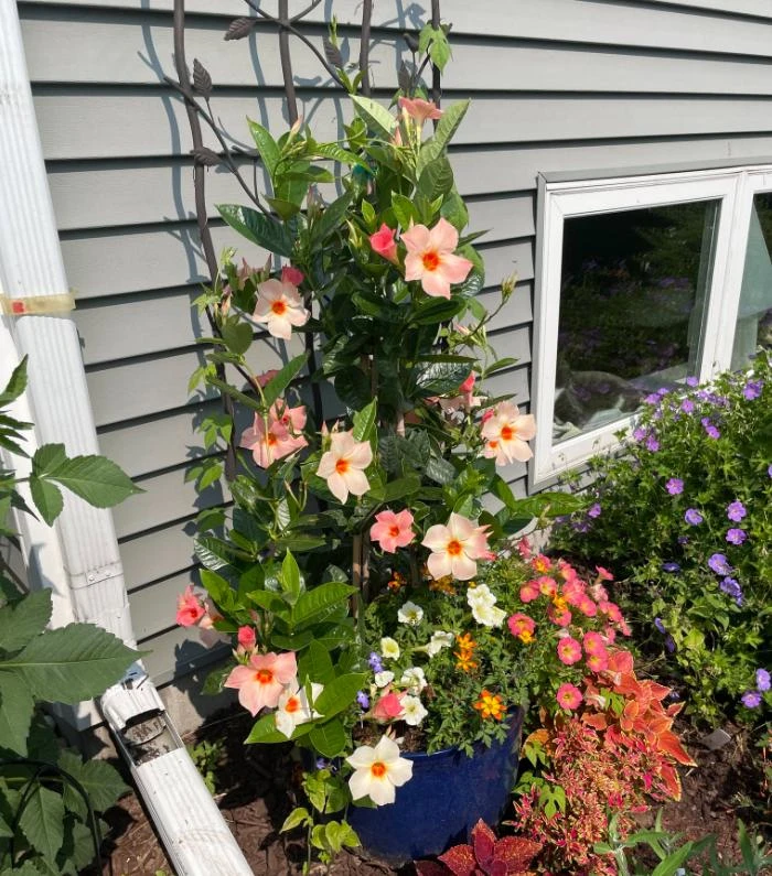 Mandevilla Giant Peach Sunrise Live Starter Plant - 4-6" Tall - Ship No Pot - Tropical Flowering Vine for Trellises, Patios & Containers - Image 6