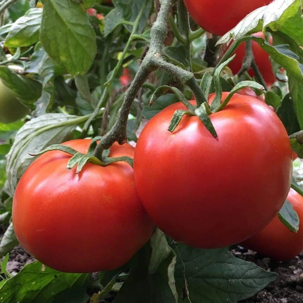 Manitoba Tomato Seeds - 30 Seeds - Outdoor, Climbing, Red Fruit - Image 1