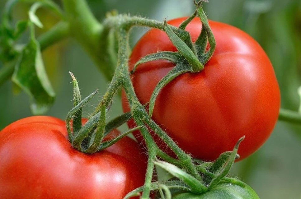 Manitoba Tomato Seeds - Prairie Tomato, Determinate, Red, Outdoor - Image 1