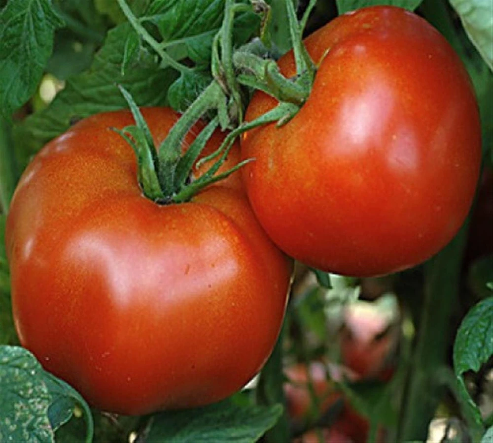 Marglobe Tomato Seeds - Heirloom, Disease Resistant, Full Sun, Zones 3-12 - Image 1