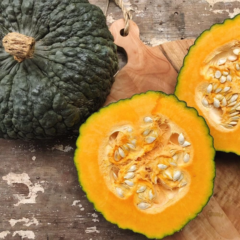 Marina De Chioggia Winter Squash Seeds - Zucca Barucca - Annual Outdoor - Image 1