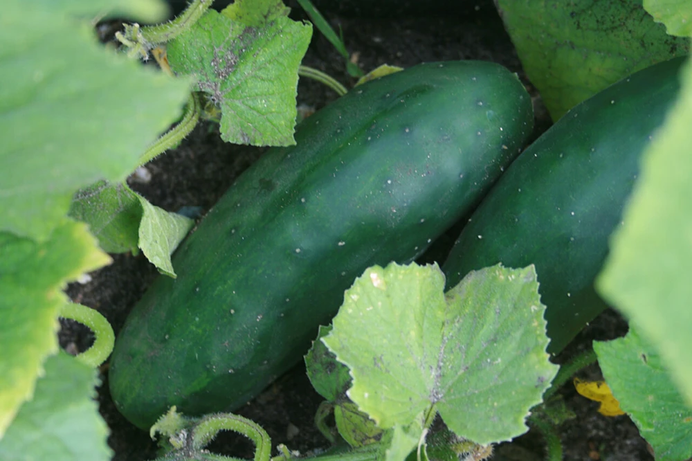 Marketmore 76 Cucumber Seeds - Open Pollinated, Heirloom, Outdoor - Image 2