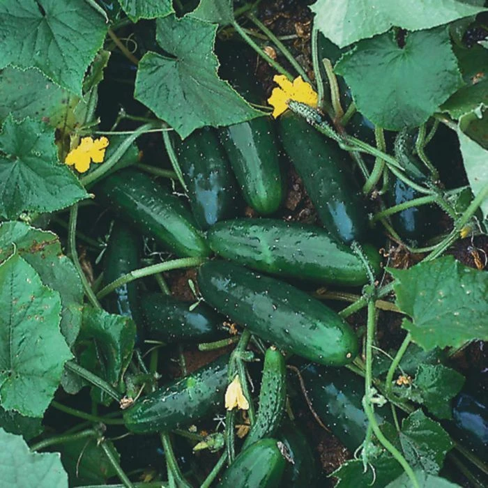 Marketmore 76 Cucumber Seeds - Open Pollinated, Heirloom, Outdoor - Image 1
