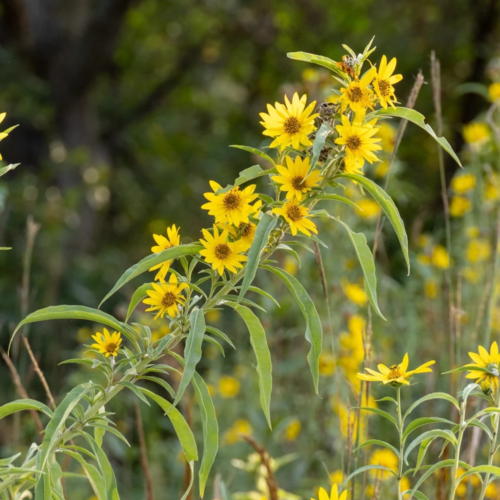 Maximilian Sunflower Seeds - Perennial Yellow Blooms - Outdoor - Image 1