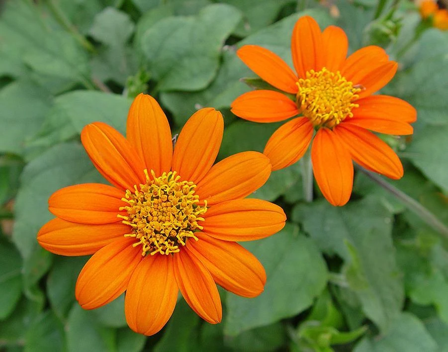 Mexican Sunflower Seeds - Orange Tithonia Rotundifolia Flower Seeds Outdoor - Image 2