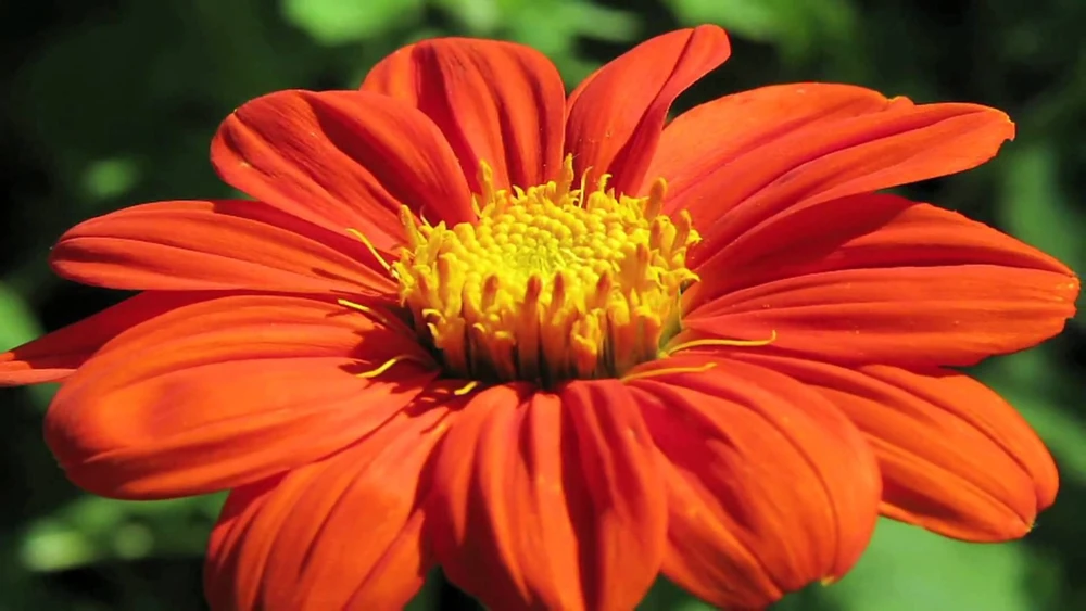 Mexican Sunflower Seeds - Orange Tithonia Rotundifolia Flower Seeds Outdoor - Image 3