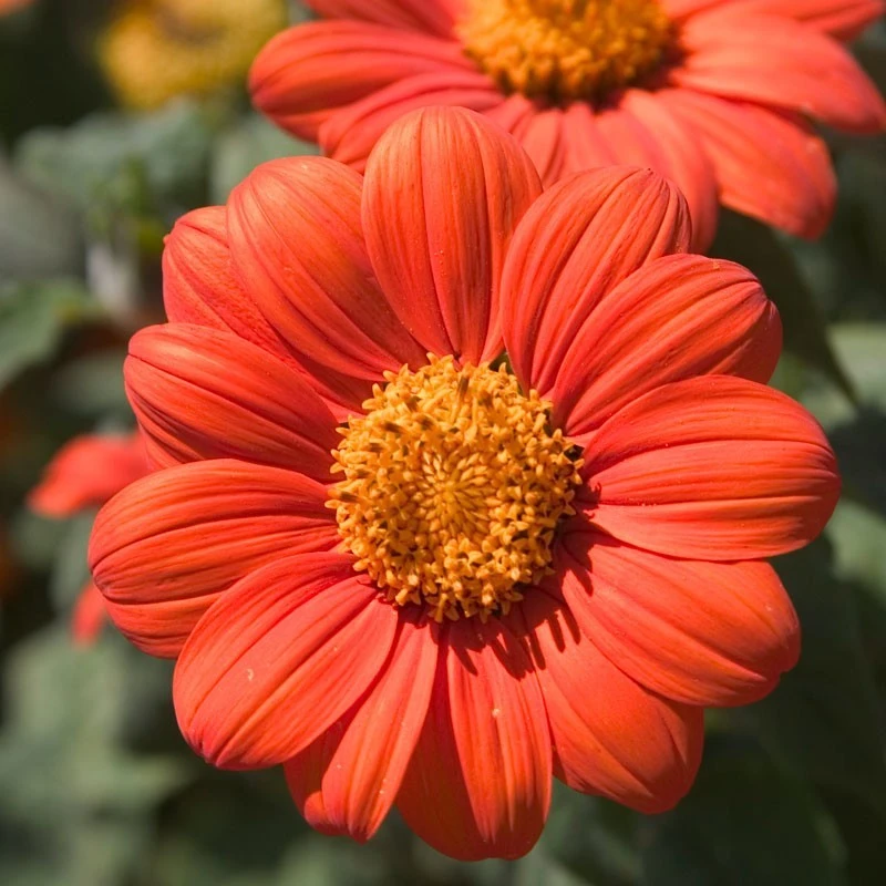 Mexican Sunflower Seeds - Orange Tithonia Rotundifolia Flower Seeds Outdoor - Image 1