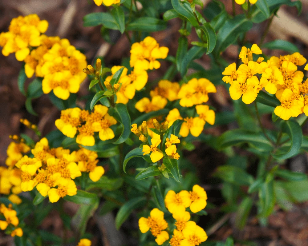 Mexican Tarragon Seeds - Texas Tarragon Herb for Culinary Use, Easy Grow - Image 1