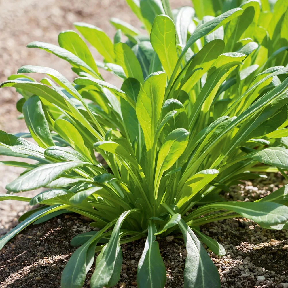 Mibuna Chinese Cabbage Seeds - Easy Grow Asian Green Vegetable Seeds - Image 2
