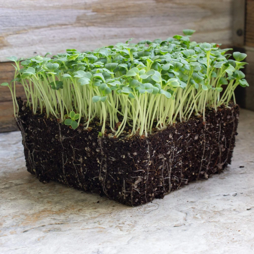 Mibuna Japanese Mustard Seeds - Kyoto Mustard Greens - Easy Grow - Full Sun - Image 2