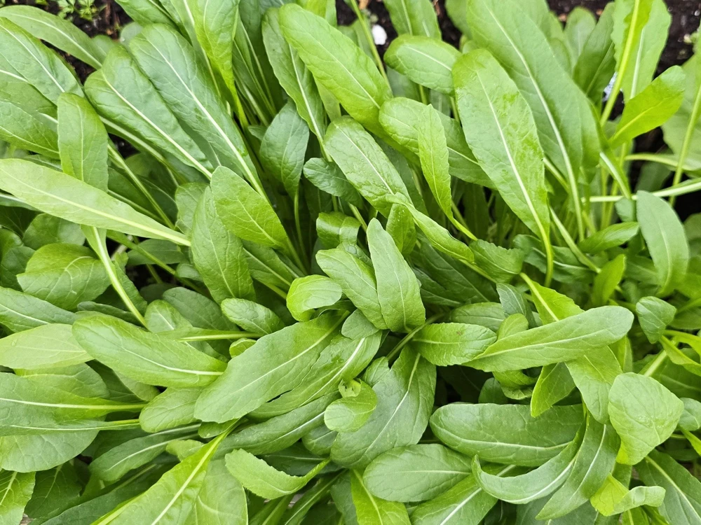 Mibuna Japanese Mustard Seeds - Kyoto Mustard Greens - Easy Grow - Full Sun - Image 1