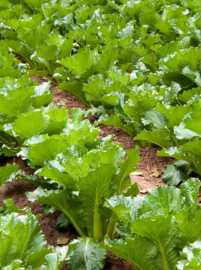 Michihili Chinese Cabbage Seeds - Annual Outdoor Vegetable Seeds - Image 2