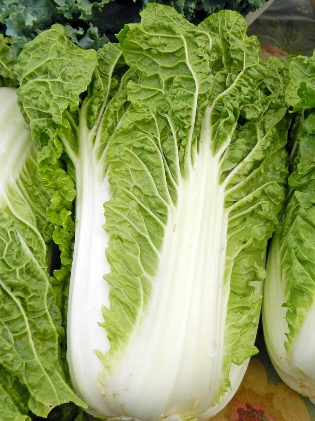 Michihili Chinese Cabbage Seeds - Annual Outdoor Vegetable Seeds - Image 1