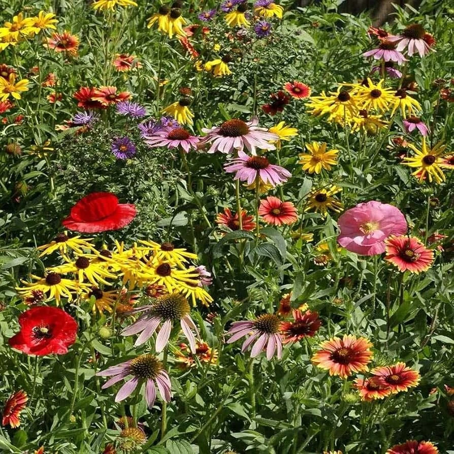Midwestern Wildflower Seeds Mix – 19 Species Flowers – Annual & Perennial Seed Packet – Outdoor - Image 1