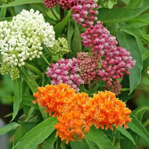 Milkweed Mix Live Plants - 2-5" Tall - Asclepias Species - Pollinator Plant - Image 1