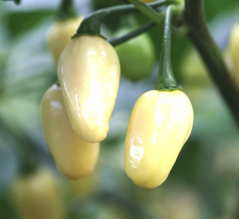Mini White Habanero Pepper Seeds - Peruvian Extreme Hot Pepper, Outdoor, Full Sun - Image 1