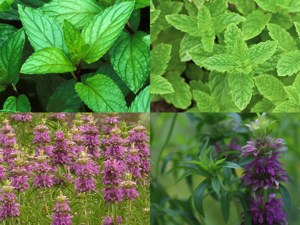 Mint Mix Herb Seeds - 4 Packs: Peppermint, Spearmint, Lemon Mint, Lemon Balm - Image 1