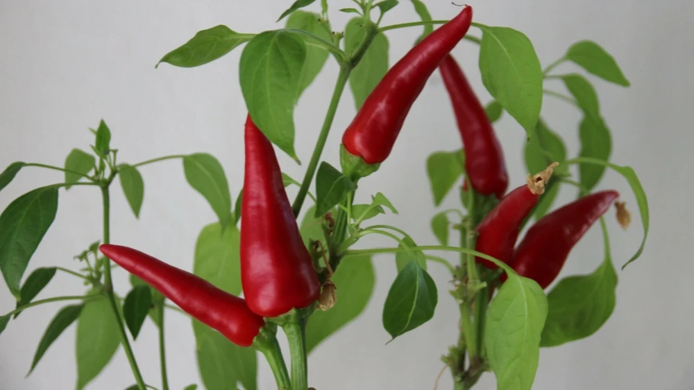 Mirasol Chile Pepper Seeds - Annual, Full Sun, Easy to Grow - Image 2