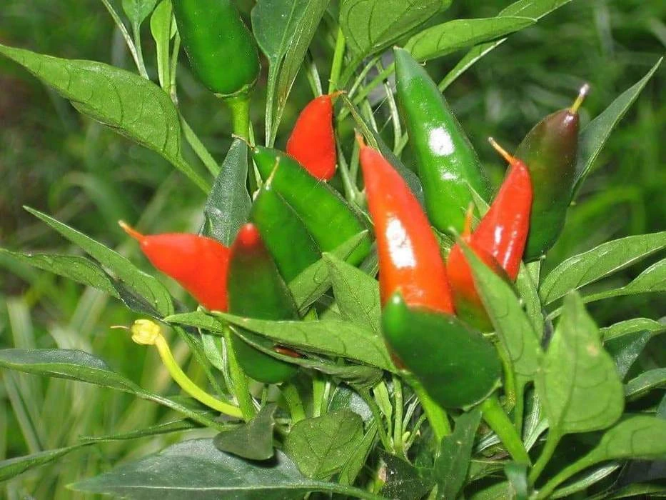 Mirasol Chile Pepper Seeds - Annual, Full Sun, Easy to Grow - Image 1
