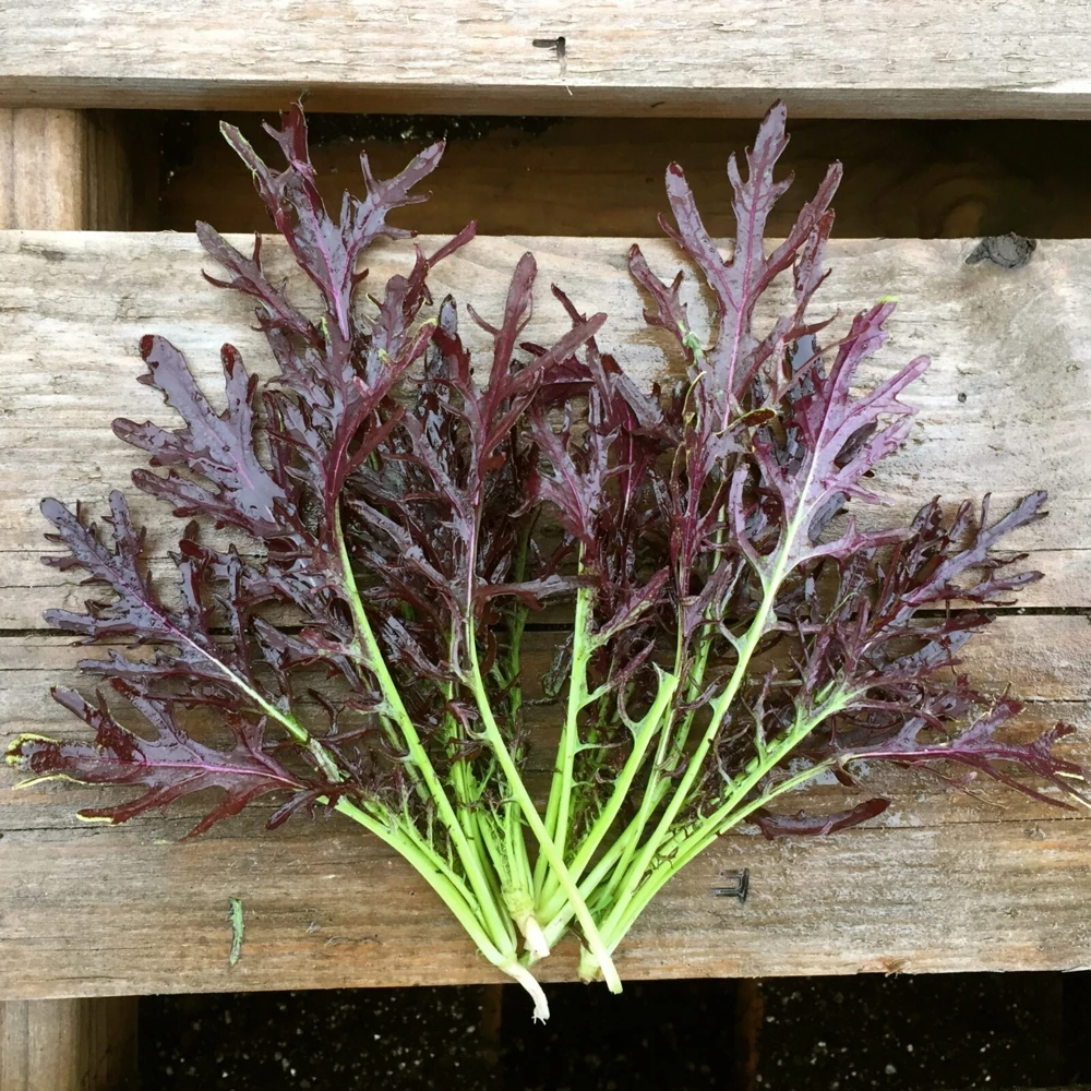 Mizuna Red Streaks Mustard Seeds - Japanese Vegetable Seeds for Indoor & Outdoor - Image 1
