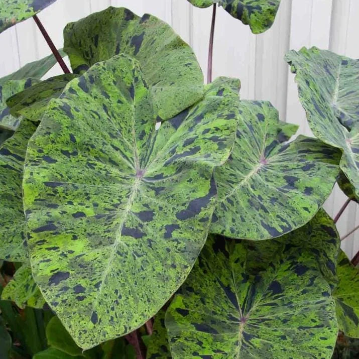 Mojito Colocasia Live Plant - 6-10" Tall Variegated Elephant Ear - 3 Inch Pot - Image 1