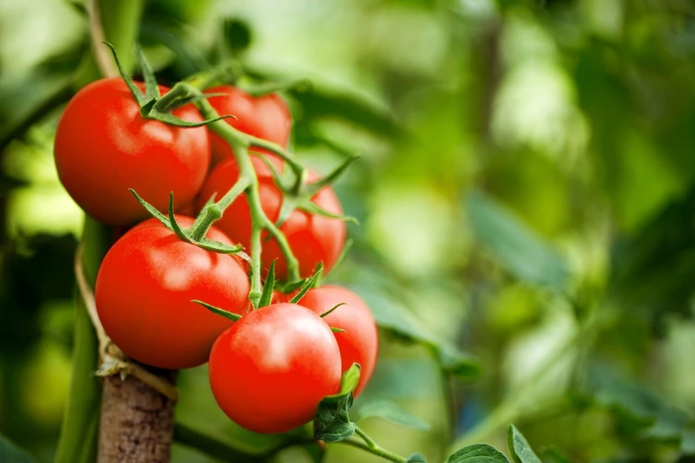 Moneymaker Heirloom Tomato Seeds - Old Reliable Red, Annual, Outdoor - Image 1