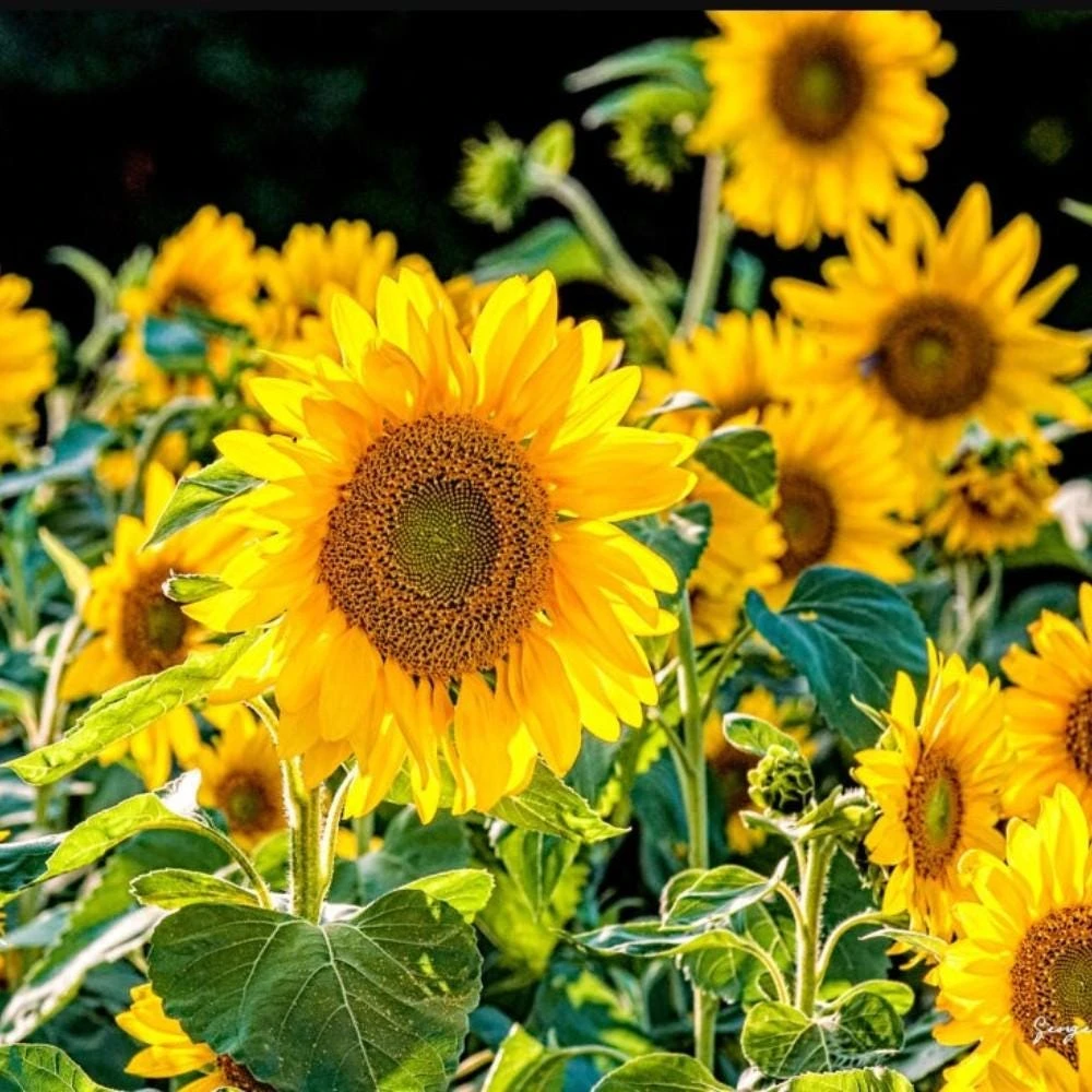 Mongolian Giant Sunflower Live Plant - Vibrant Yellow Blooms, 3-5 Inch Tall, 4 Inch Pot - Image 1