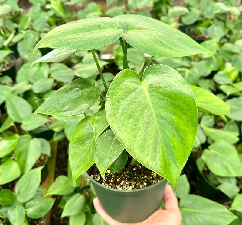 Monstera Deliciosa Live Plant – Split Leaf Swiss Cheese Plant – 4 Inch Pot - Image 1