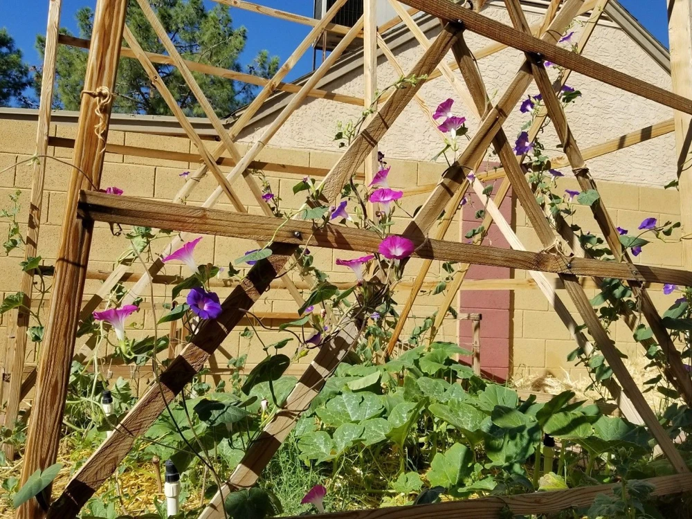 Morning Glory Tall Mixed Wildflower Seeds - Outdoor Climbing Flowers - Image 2
