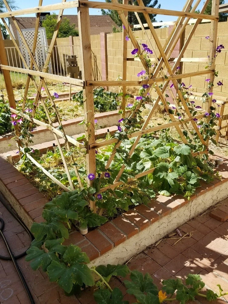 Morning Glory Tall Mixed Wildflower Seeds - Outdoor Climbing Flowers - Image 3