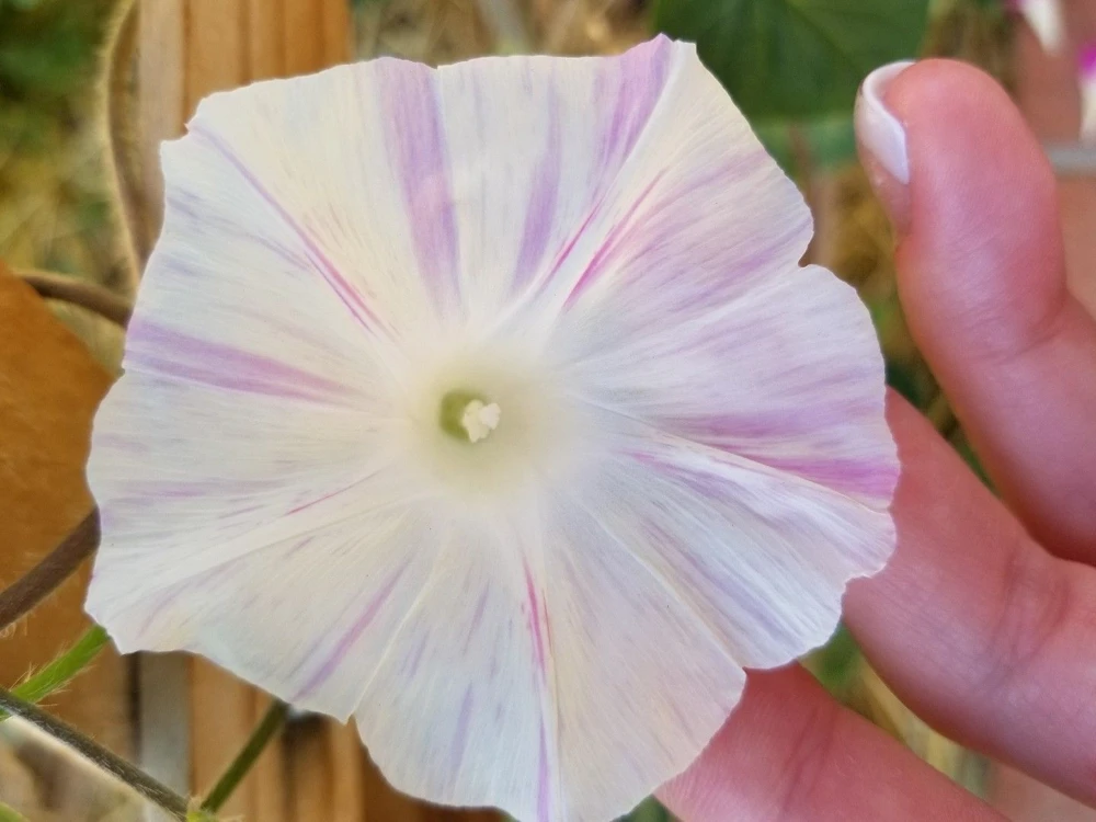 Morning Glory Tall Mixed Wildflower Seeds - Outdoor Climbing Flowers - Image 4