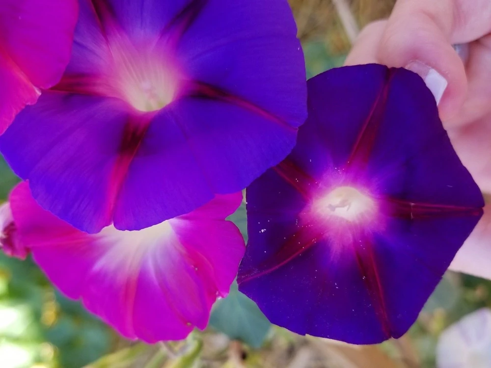 Morning Glory Tall Mixed Wildflower Seeds - Outdoor Climbing Flowers - Image 5