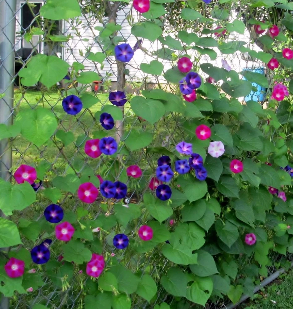Morning Glory Tall Mixed Wildflower Seeds - Outdoor Climbing Flowers - Image 1