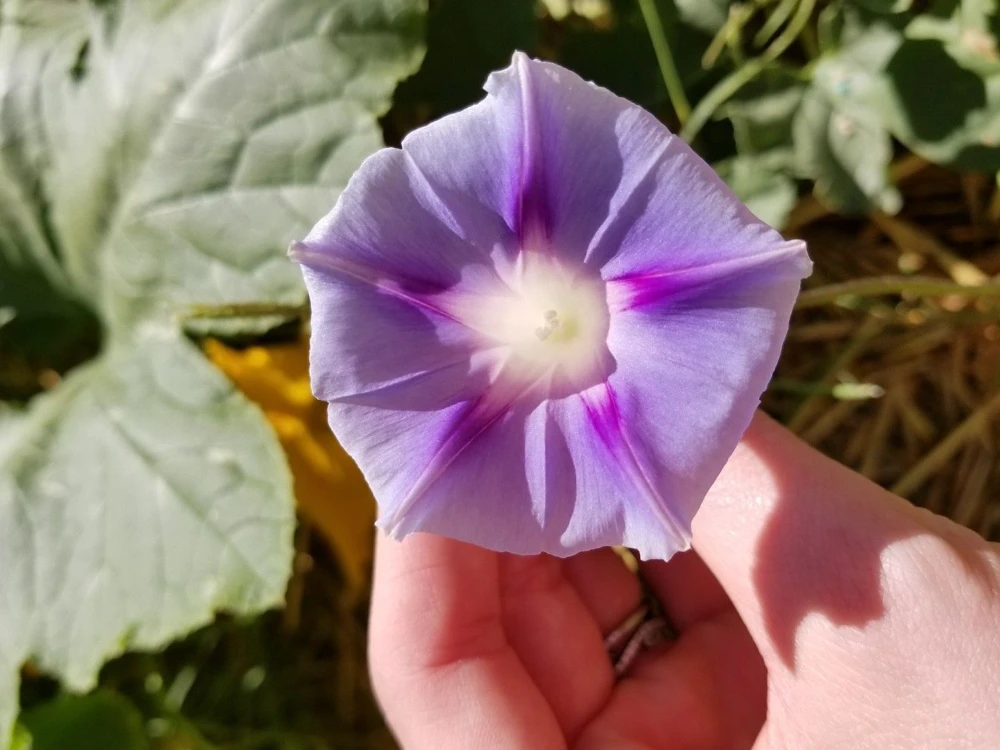 Morning Glory Tall Mixed Wildflower Seeds - Outdoor Climbing Flowers - Image 6