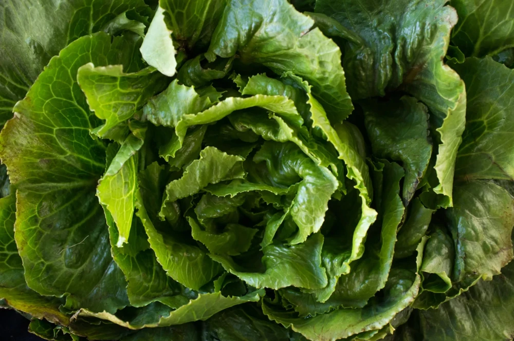 Morris Heading Collard Seeds - Heirloom Carolina Cabbage Vegetable Seeds - Image 1